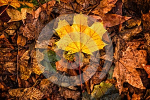 Autumn colorful yellow maple leaf on the ground