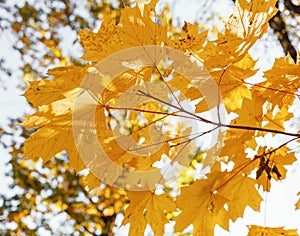 Autumn colorful yellow and orange leaves in the park. Beautiful yellow maple leaves on a sunny day and blurry background.