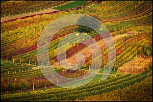 Autumn colorfull landscape, viticulture, wine agriculture, green yellow, pink bordaux, South Moravia, travel to Europe