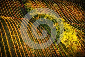 Autumn colorfull landscape, viticulture, wine agriculture, green yellow, pink bordaux, South Moravia, travel to Europe