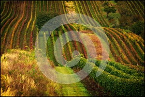 Autumn colorfull landscape, viticulture, wine agriculture, green yellow, pink bordaux, South Moravia, travel to Europe