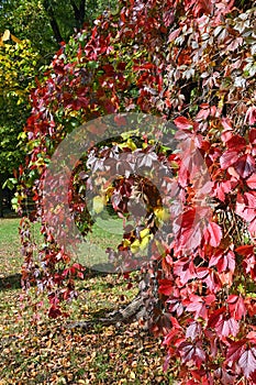 Autumn colorfull red leaves in a park on a sunny day.