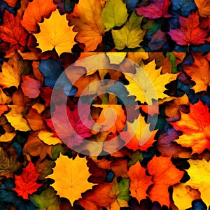 Autumn colorimetry photo