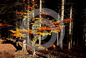 Autumn coloring beech forest. young tree in the undergrowth of spruces. the sunbeam penetrated the forest and the beech leaves glo