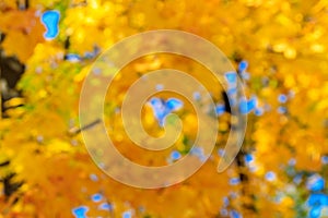 Autumn colors abstract background. Yellow blurred leaves against sky. Natural bokeh