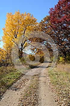 Autumn Colors Along a Rural Road