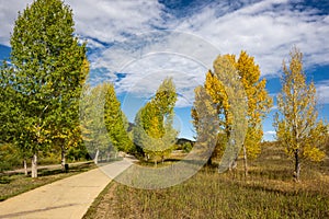 Autumn Colors Alongside the Yampa River in Steamboat Springs Colorado