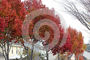 Autumn colors of American sweetgum, Liquidambar styraciflua