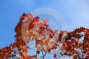 Autumn colors of Arashiyama, Kyoto