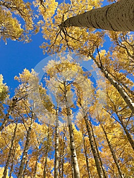 Autumn Colors in the Aspen Forest