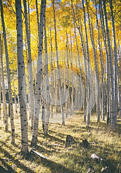 Autumn Colors in the Aspen Forest