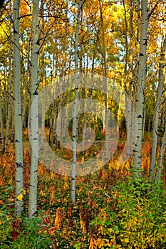 Autumn colors in aspen forest in the Yukon