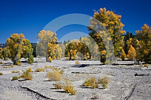 Autumn colors of aspen trees in Grand Teton NP, US