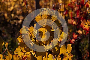 Autumn colors of Burgundy vineyards
