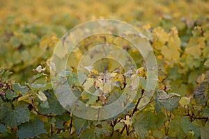 Autumn colors of Burgundy vineyards after grape harvest