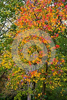 Autumn colors, colorful foliage of maple tree on green background in the park