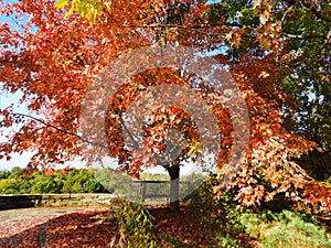 Autumn colors at Cornell Botanic Garden overlook