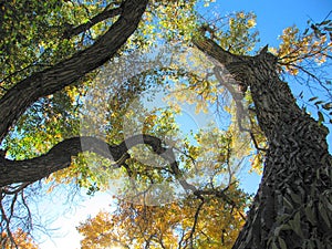 Autumn Colors in the Cottonwoods of Rio Grande State Park, NM