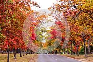 Autumn colors in countryside photo