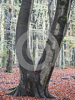 Autumn colors in the dutch forest, Speulderbos Putten The Netherlands.