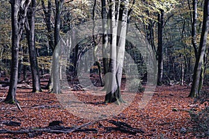 Autumn colors in the dutch forest, Speulderbos Putten The Netherlands.