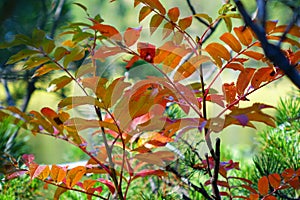 Autumn Colors - Eastern Idaho