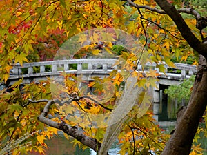 Autumn colors at the Eikand Temple in Kyoto