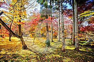 Autumn Colors in Eikando Temple, Kyoto, Kansai, Japan