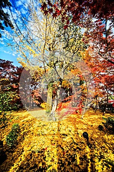 Autumn Colors in Eikando Temple, Kyoto, Kansai, Japan