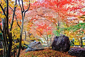 Autumn Colors in Eikando Temple, Kyoto, Kansai, Japan