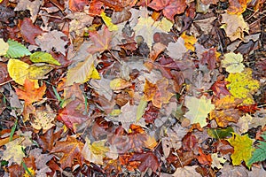 Autumn colors - fall leaves in the Adirondacks, New York