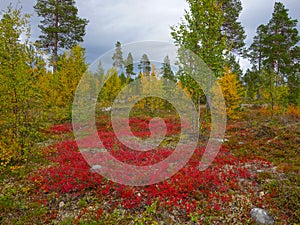 Autumn colors in the finnish taiga