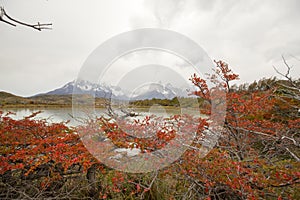 Autumn colors and fog in the Torres del Paine mountains that overlook the waters of a lake, Torres del Paine National Park, Chile