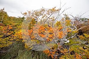 Autumn colors and fog in the Torres del Paine mountains, Torres del Paine National Park, Chile