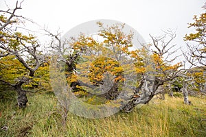 Autumn colors and fog in the Torres del Paine mountains, Torres del Paine National Park, Chile