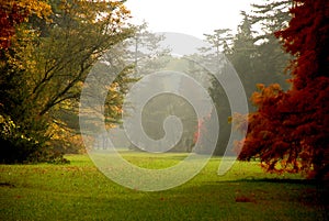 Autumn colors in the foggy forest