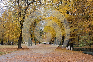 Autumn colors of foliage of leaves on trees in a park in fall Lazienki Royal Baths Park, Warsaw, Poland