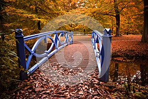 Autumn colors in the forest