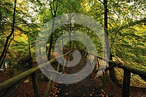 Autumn colors in the forest