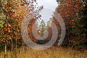 Autumn colors in the forest