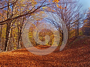 Autumn colors in the forest