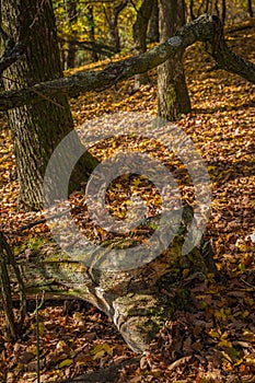 Autumn colors of the forest in the Little Carpathians