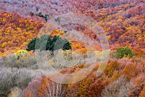 Autumn colors in the forest. Montseny, Spain.