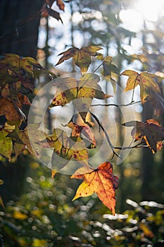 Autumn Colors Glow in the Forest