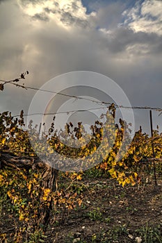 Autumn colors grapes vine growing in a field in front of a beautiful rainbow