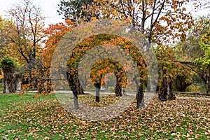 Autumn colors in Herastrau park. Bucharest.