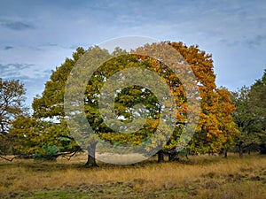 Autumn colors in Kampina nature reserve near Oisterwijk, Netherlands