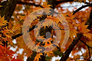 Autumn Colors in Kawaguchiko, Japan