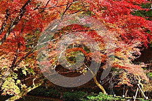 Autumn colors in Kyoto, Japan