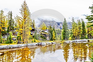 Autumn Colors at Lake O`Hara in the Canadian Rockies